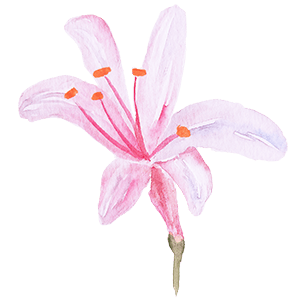 Pink watercolour flower