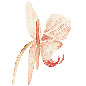 Coral watercolour flower